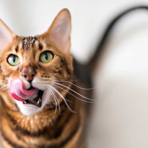 What’s the purpose for taurine in cat meals?